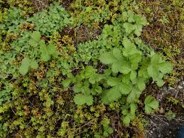 Attēlu rezultāti vaicājumam “Potentilla norvegica”