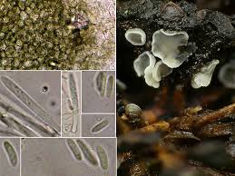 Attēlu rezultāti vaicājumam “Mollisia amenticola”