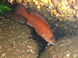 Image result for Tautogolabrus adspersus