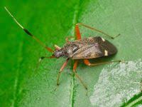 Attēlu rezultāti vaicājumam “Closterotomus biclavatus nymph”