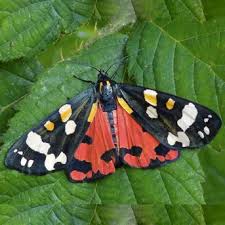 Attēlu rezultāti vaicājumam “Callimorpha dominula imago”