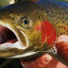 Image result for Trimpley Anglers Association