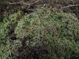 Attēlu rezultāti vaicājumam “Riccia canaliculata”