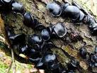 Black Bulgar (Bulgaria - via Daymix