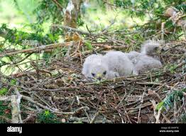 Attēlu rezultāti vaicājumam “Buteo buteo nest”