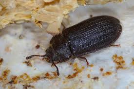 Attēlu rezultāti vaicājumam “Grynocharis oblonga”