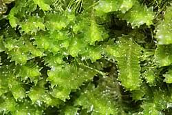 Attēlu rezultāti vaicājumam “Lophozia excisa”