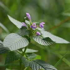 Attēlu rezultāti vaicājumam “Galeopsis tetrahit leaf”