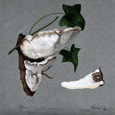 Attēlu rezultāti vaicājumam “Trametes suaveolens”