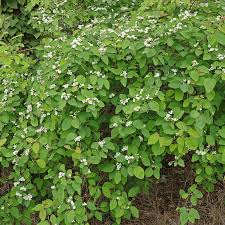 Attēlu rezultāti vaicājumam “Cotoneaster multiflorus leaf”