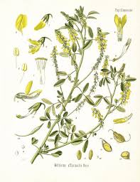 Attēlu rezultāti vaicājumam “Melilotus”