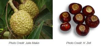 Attēlu rezultāti vaicājumam “Aesculus x hybrida fruit”