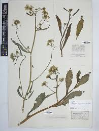 Attēlu rezultāti vaicājumam “Rorippa amphibia fruit”