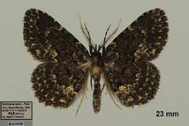 Attēlu rezultāti vaicājumam “Parascotia fuliginaria”