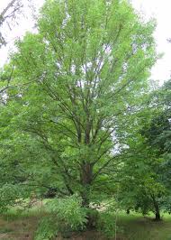 Attēlu rezultāti vaicājumam “Fraxinus pennsylvanica”