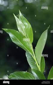 Attēlu rezultāti vaicājumam “Salix pentandra leaf”