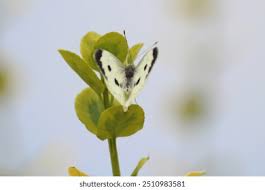 Attēlu rezultāti vaicājumam “Pieris brassicae female”