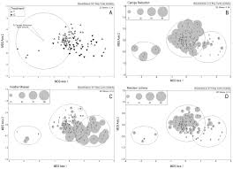 Attēlu rezultāti vaicājumam “Barbilophozia lycopodioides macro”