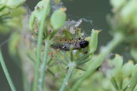 Attēlu rezultāti vaicājumam “Depressaria olerella imago”