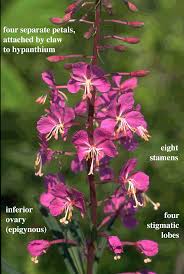 Attēlu rezultāti vaicājumam “Onagraceae”