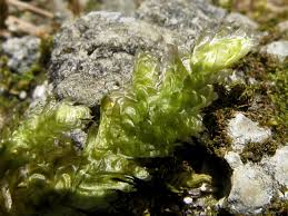 Attēlu rezultāti vaicājumam “Neckera pennata”