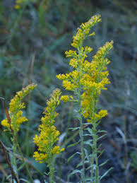 Attēlu rezultāti vaicājumam “Lithomoia solidaginis”