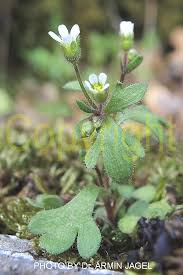 Attēlu rezultāti vaicājumam “Saxifraga tridactylites flower”