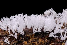 Attēlu rezultāti vaicājumam “Ceratiomyxa fruticulosa”