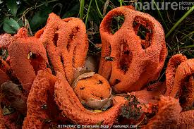 Attēlu rezultāti vaicājumam “Clathrus ruber”