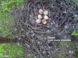 Attēlu rezultāti vaicājumam “Buteo buteo nest”