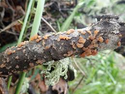 Attēlu rezultāti vaicājumam “Myxarium nucleatum”