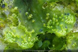 Attēlu rezultāti vaicājumam “Licea pusilla spores”