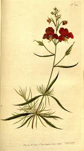 Image result for Alonsoa linearis