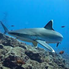 Image result for Carcharhinus albimarginatus