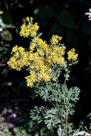 Attēlu rezultāti vaicājumam “Jacobaea vulgaris leaf”