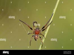 Attēlu rezultāti vaicājumam “Larinioides cornutus male”