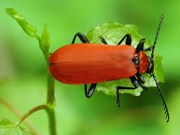 Attēlu rezultāti vaicājumam “Pyrochroidae imago”