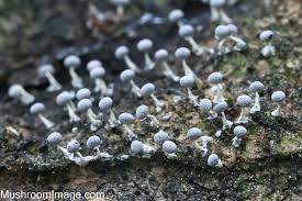 Attēlu rezultāti vaicājumam “Physarum, Nannengaella sp.”