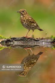 Attēlu rezultāti vaicājumam “Turdus philomelos adult”