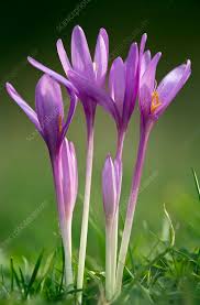 Attēlu rezultāti vaicājumam “Colchicum autumnale”