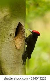 Attēlu rezultāti vaicājumam “Dryocopus martius nest”