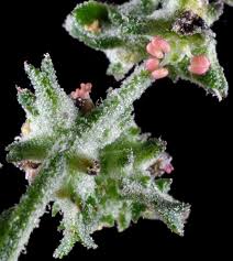 Attēlu rezultāti vaicājumam “Atriplex patula fruit”