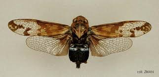 Attēlu rezultāti vaicājumam “Auchenorrhyncha”