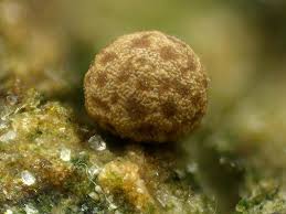 Attēlu rezultāti vaicājumam “Perichaena depressa”