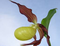 Attēlu rezultāti vaicājumam “Cypripedium calceolus leaf”