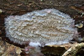 Attēlu rezultāti vaicājumam “Phlebia centrifuga”