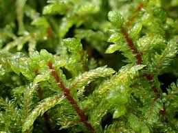Attēlu rezultāti vaicājumam “Pleurocarpous mosses sporophyte”