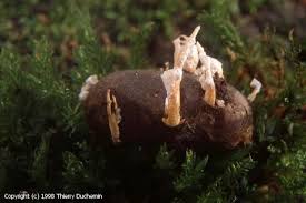 Attēlu rezultāti vaicājumam “Cordyceps farinosa”