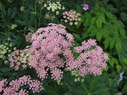 Image result for Pimpinella major