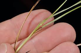 Attēlu rezultāti vaicājumam “Carex diandra”